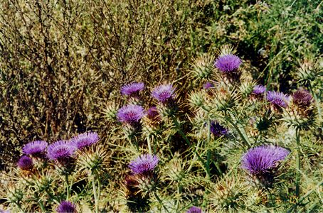 Scottish Thistle