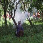 Battle re-enactments 2009 Photo: Gillian Hart
